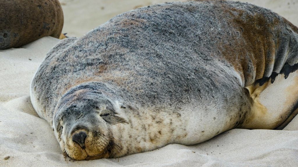 A Seal on Kangaroo Island