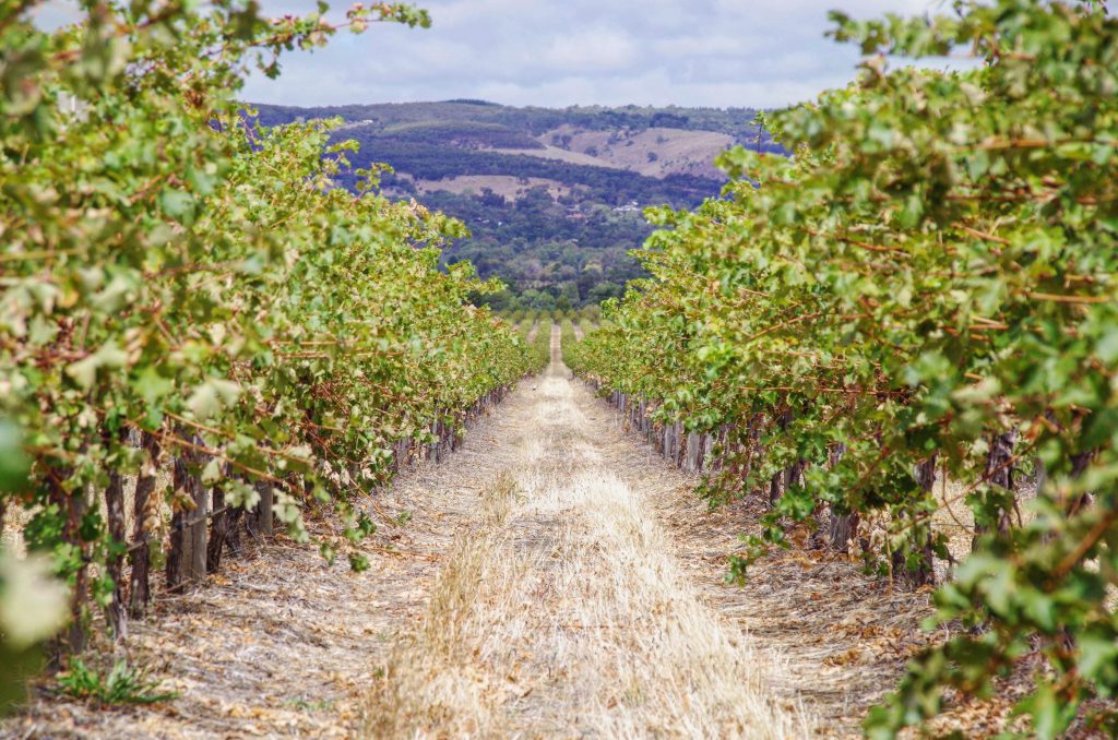 the McLaren Vale in South Australia