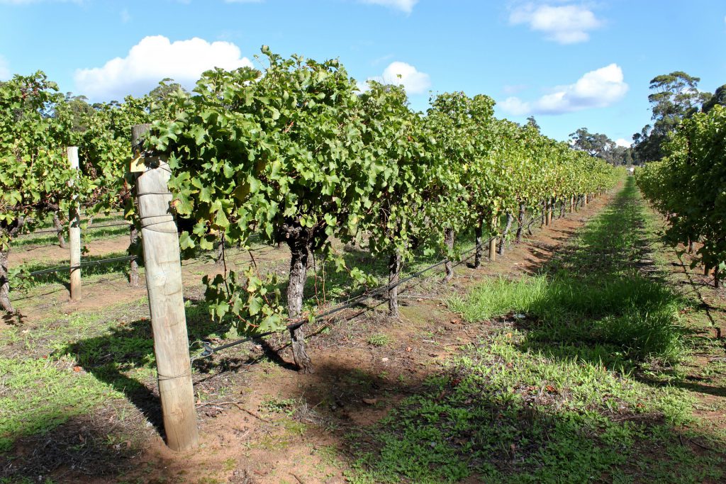 Vines in Margaret River in Western Australia